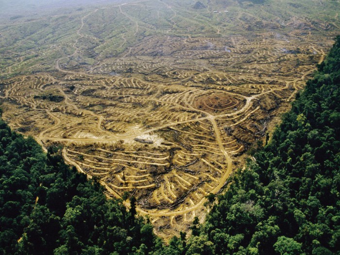 Sabah, Malaysia --- Aerial view of a clearcut rainforest which will become an oil palm plantation. --- Image by © Frans Lanting/Corbis